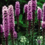 Cashman Nursery, Liatris Gayfeather, Perennials North Dakota