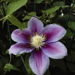 Cashman Nursery, Bismarck, ND, Clematis, Jackmanii Clematis