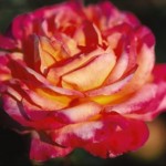 Cashman Nursery, Bismarck, ND, Love and Peace Tender Rose Bush