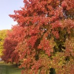 Cashman Nursery, Bismarck, ND, Acer Fremanii, Sienna Glen Maple