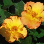 Cashman Nursery, Bismarck, ND, Morden Sunrise Hardy Shrub Rose Bush