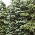 Cashman Nursery, Bismarck, ND, Picea Colorado Spruce, Evergreen