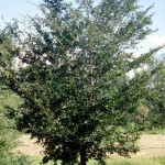 Cashman Nursery, Bismarck, ND, Dutch Elm Disease Resistant, Ulmus, Princeton Elm