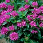 Cashman Nursery, Monarda, Grand Parade Bee Balm, Perennials North Dakota