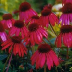 Cashman Nursery, Echinacea Coneflower, Perennial for North Dakota