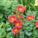 Ruby Stella Daylily with Sedum, Cashman Nursery, Perennials for North Dakota