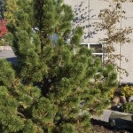 Cashman Nursery, Bismarck, ND, Pinus Mugo, Tannenbaum Pine, Evergreen