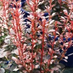 Cashman Nursery, Bismarck, ND, Berberus thunbergii, Rosy Rocket Barberry