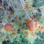 Cedar-Apple Rust