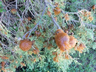 Cedar-Apple Rust