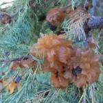 Cedar-Apple Rust