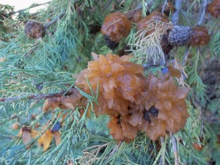 Cedar-Apple Rust