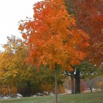 Cashman Nursery, Bismarck, ND, Acer Saccharum, Fall Fiesta Sugar Maple