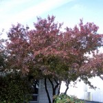 Cashman Nursery, Bismarck, ND, Acer, Embers Amur Maple