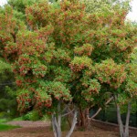 Cashman Nursery, Bismarck, ND, Tatarian Hot Wings Maple