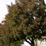 Cashman Nursery, Bismarck, ND, Acer Platanoides, Deborah Maple