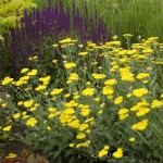 Cashman Nursery, Achillea Yarrow, May Night Purple Salvia, and Tiger Eyes Sumac, Perennials, North Dakota