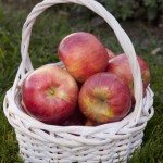 Cashman Nursery, Bismarck, ND, Fireside Apple Fruit Tree