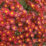 Cashman Nursery, Chrysmammothmum, Mammoth Red Daisy Mum, Perennials for North Dakota