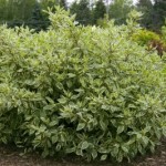 Cashman Nursery, Bismarck, ND, Cornus alba, Ivory Halo Dogwood