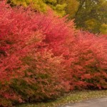 Cashman Nursery, Bismarck, ND, Euonymus altus, Winged Euonymus Burning Bush