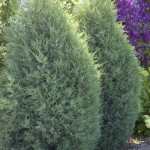 Cashman Nursery, Bismarck, ND, Juniperus Medora Juniper Evergreen