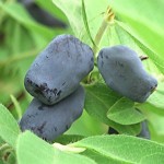 Cashman Nursery, Bismarck, ND, Cinderella Honeyberry Bush