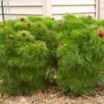 Cashman Nursery, Fern Leaf Peony, Perennial for North Dakota