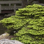 Cashman Nursery, Bismarck, ND, Picea Bird's Nest Spruce Evergreen