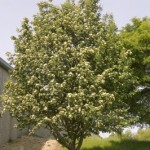 Cashman Nursery, Bismarck, ND, Sorbus, Oakleaf Mountain Ash, Ornamental Flowering Tree