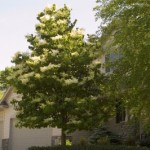 Cashman Nursery, Bismarck, ND, Syringa, Ivory Silk Japanese Tree Lilac