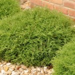 Cashman Nursery, Bismarck, ND, Bowling Ball Arborvitae