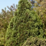 Cashman Nursery, Bismarck, ND, Thuja Holmstrup Arborvitae, Evergreen