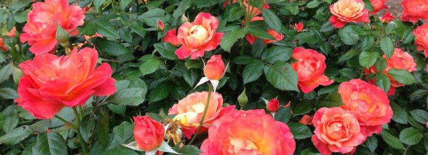 Roses